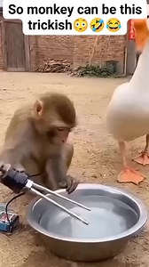 274K views · 6K reactions | So monkey can be this trickish 藍 #reelsviralシ #fyp #couple #funny #funnymonkey | Oga Linus | Facebook