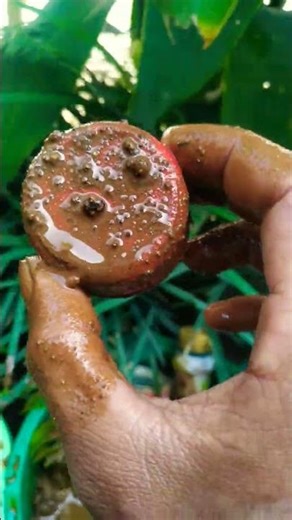 KALAU KAU SUKA la la la🍉🍇🍒🍍🍭🍩🔴#shorts #cutebabyfunn#fypviralシ