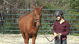 Spice is a 7-year-old Saddlebred mare and also still looking for that perfect new home. If interested, please contact Darlene Kindle and please feel free to share. | Carolina Equine Rescue & Assistance