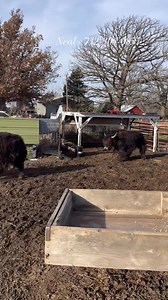 1.2K views · 25 reactions | Yearling Tibetan Yak Bulls - Neal Meseck - 712-304-0857 #tibetanyaks #yakbulls | Corey Bricker | Facebook