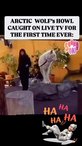 72K views · 14 reactions | What does a wolf say樂 #funnyjokesquotespictures 藍    #hashtag #Share #like #follow #funny #jokes #quotes #pictures #meme ***18+ #entertainment site*** Whenever you see the Stars icon, you can send me Stars! fb.com/stars | Funny Jokes Quotes Pictures | Facebook