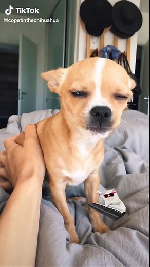 Copetin The chihuahu on TikTok