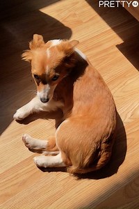 48K views · 671 reactions | Her default reaction when I hold my hand out  Rubs please | Tyla | Facebook