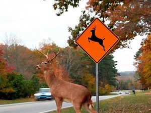 Guilford Police Report Sharp Increase in Accidents Involving Deer
