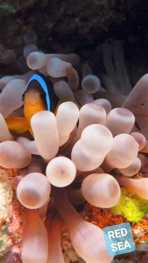 32K views · 576 reactions | The Blue Hole ⛳ is popular among freedivers and scuba divers due to the depth directly accessible from shore and the lack of current. Don't miss the full video  #bluehole #OceanConservation #Scubadiving #redsea #coral #underwaterworld | Red Sea Diving | Facebook