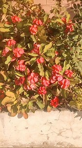 Euphorbia milli #botany #biology #biodiversity | The Flora of Makhai Valley Dir Lower KP Pakistan