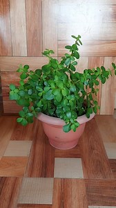 My Jade plant topiary is a symbol of my patience and perseverance. It took a few months to get it to look this way, but I'm so glad I didn't give up! #topiary | Sona Lepcha