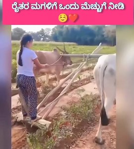 908K views · 39K reactions | ರೈತರ ಮಗಳಿಗೆ ಒಂದು ಮೆಚ್ಚುಗೆ ನೀಡಿ.. ಅನ್ನದಾತರು ನಮ್ಮನ್ನೆಲ್ಲ ಕಾಪಾಡುವರು..❤️ #belgavimedia #ಬೆಳಗಾವಿಮಿಡಿಯಾ Video credit Saraswati. | Belagavi media | Facebook