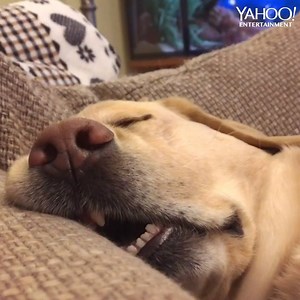 Coworkers: "What are your plans this weekend?" Me: ... #RoyTheLab | Yahoo Entertainment