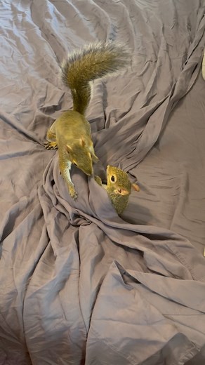 Every morning when Mom makes the bed, the bamboo bedsheets turn into our ultimate playground! They always win—wrapping us up, tumbling us around, and making us giggle like little squirrels caught in a blanket jungle. It’s like the sheets have their own secret superpower… and we never stand a chance, but we love it anyway! 🐿️💞🐿️. #cuteanimals #beautiful #cutesquirrels #happy #love #funny #justiceforpnutandfred #brothers #loved #loved #funtimes #happydays | Milton and Cassidy the squirrels