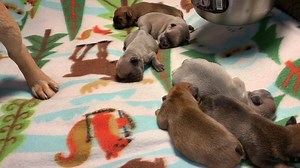 Happy Sunday! Addison and Jasper’s pack checking in on Day 3! They are doing well. Mom is doing an awesome job with her fat pretty babies. We are getting messages about what we feed our pack. We now only feed our pack of French Bulldogs, Life’s Abundance. We started them on it four months ago. We immediately noticed they liked the food, had more energy, coats stayed shiny, and the poop smelled better. The biggest difference was what we saw with Addison and Liberty while pregnant and after delive