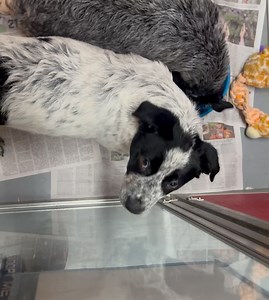 Milo Foundation on Reels