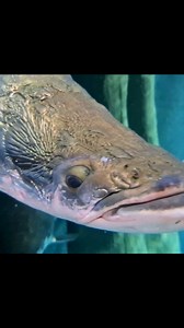 #werbung Arapaima gigas (Pirarucu) the kings of the Amazon Aquatis Aquarium-Vivarium Lausanne BOAS Swiss Hotels #oliverknott #okaqua #okisback #aquascape #aquarium #aquascaping #aquariumhobby #aquariumtank #aquariums #akvaryum #instapet #myhobby #aqualife #aquariumfish #instafish #tropicalfish #aquatic #aquaticlife #fishtank #fishkeeping #freshwaterfish #freshwateraquarium #aquariumfans #aquatis #lausanne #bigtank #hobbit #arapaima #pirarucu | Oliver Knott