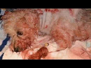 Dog Who Survived Being Stabbed 19 Times Gets Adopted By First Responder