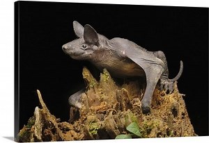 Hairless bat - Alchetron, The Free Social Encyclopedia