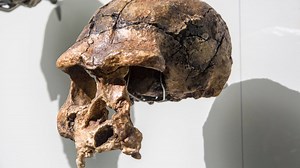 Homo Erectus Bumiayu, Penemuan Fosil Manusia Purba Tertua di Jawa