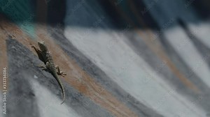 Lizard blinking in abandoned pool in Palm Springs, shot on RED Helium 8K with 135mm lens at 60fps in RED Gamma 2.2