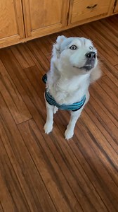 150 reactions · 16 comments | When everyone else gets a pool party, Rose has much to say!!! This recovery business is for the birds… | Jasper Blues Siberians | Facebook