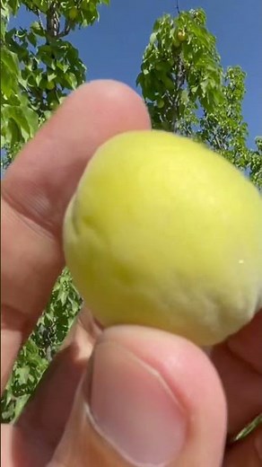 green plum fruit 🍎 | Greengage