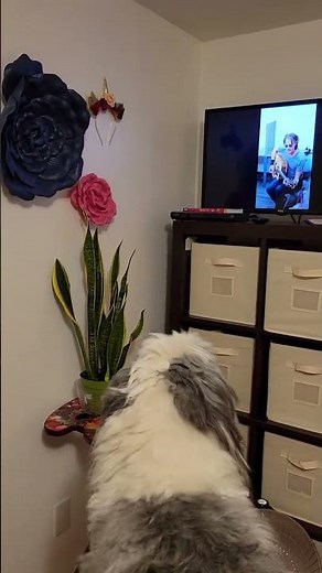sheepadoodle dog barking at Rick Springfield video I made during a meet and greet