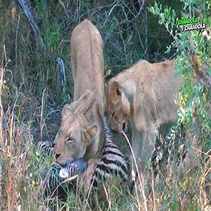 11 reactions | Two lion hunting Zebra | J chandola | Facebook