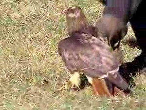 Falconry
