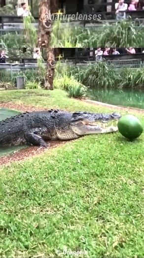 11K views · 100 reactions | The Highest Bite Force In The Animal Kingdom #FYI #crocodile #documentary #foryou | Nature Lens | Facebook