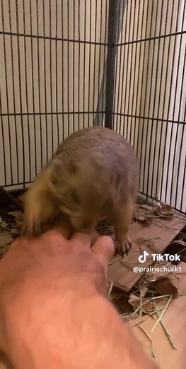 Discover the Fascinating World of Prairie Dogs