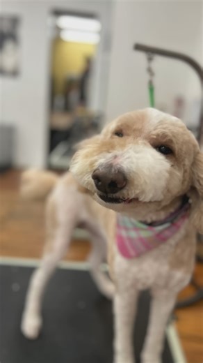 Did you know all our grooming packages come with nail clipping and ear cleaning? 🐾 Overgrown nails can cause pain and even some joint problems. We recommend a nail trim about every 4-6 weeks. We also offer nail grinding that gets the nails shorter and smoother and nail polish! 👂 It is important to keep the ears clean to prevent infection! We also offer ear hair plucking if needed. #doggrooming #doggroomer #dogsofphoenixville #dogsofinstagram #phoenixvillepa #smallbusiness | Beautying The Beast