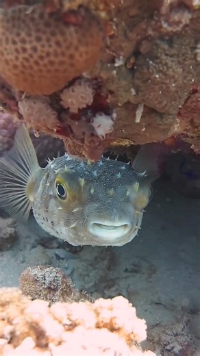 27K views · 916 reactions | Beautiful pufferfish  #pufferfish #redsea #scubadiving #marinelife #underwaterworld #uwphotography #underwaterphotography #viralshorts | Scuba Diving Holidays | Facebook