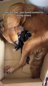 471K views · 22K reactions | Mama dog lost her only puppy last week....