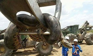 Loài rắn lớn nhất thế giới, kể cả báo đốm và cá sấu cũng không phải là đối thủ, chúng khủng khiếp như thế nào?