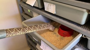 751K views · 714 reactions | Why the right size tube is needed during venom extractions from South American rattlesnakes ( Crotalus d terrificus) . Venom is being used to develop a cancer drug. | Kentucky Reptile Zoo | Facebook