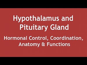 Hypothalamus and Pituitary Gland - Hormonal Control, Coordination, Anatomy & Functions (ENGLISH)
