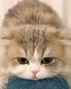 4.5K views · 451 reactions | Current mood. | Happy Animals | Facebook