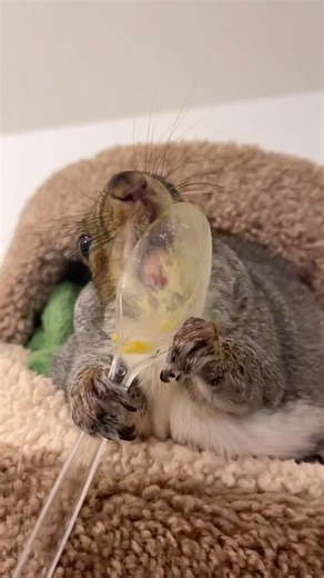 Vitamin Snack Time 😋 #vitaminsnack #probiotic #calcium #turmeric #healthychoices #takeyourvitamins #littlethumbelinagirl #lifewiththumbelina #teamthumbelina | Little Thumbelina Girl