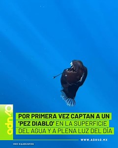 1.7K views · 12 reactions | #ESPAÑA DIABLO NEGRO EL PEZ QUE VIVE EN...