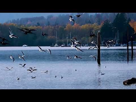 The Breathtaking Beauty of Nature | Free HD Videos - no copyright