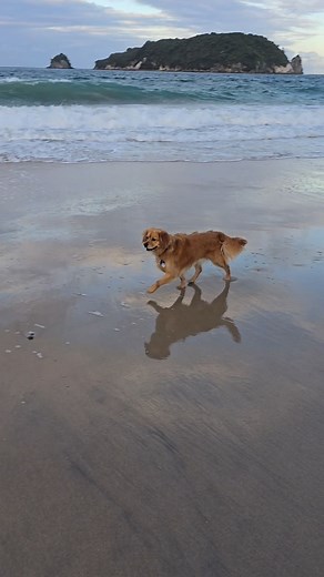 A small drive 😇 #malayalamvlog #malayalam #travelvlog #travelvlogger #foodporn #newzealandvlog #viralvideos #viral #shortsvideo #shortsreels #fun #funvlogs #trending #trendingreels #beach #kerala | Darksoul Nt