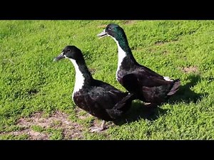 Black Swedish Adult Ducks