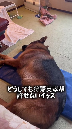狩野英孝を許せないシェパードが怒る理由｜かわいい大型犬の反応