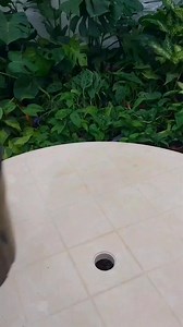 How to save a dying Calathea Medallion 🪴 #calathea #save #plants #plantbased #plantlover #beauty #Amazing #reels #viral #fyp #garden #gardening #viralreels #video #foryou | Decor & Beauty