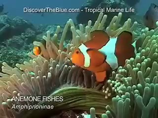 Anemone Fishes | Clown Fish | Tropical Marine Life DVD