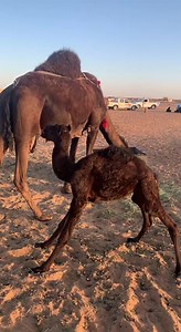 3.2K views · 24 reactions | Vitamin E selenium deficiency | Veterinary-somalia | Facebook