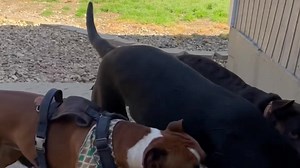 5.2K views · 14 shares | FURBABIES IS HIRING A KENNEL TECH朗 PLEASE...