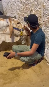 INSY MUHUBAAT KRNE KA INKI KHIDMAAT KARNE KA MAZA HI ALAG HAI. ❤️ FURSAAT SE THORA TIME NIKAL KAY INKY SAATH BETHA KREIN SAACH BTA RHA HU BOHT RELAXED FEEL KREINGY AP LOG. 🙏 I LOVE COWS. 🥺💞 KON KON APNA JANWAAR LE AYA? | Pakistan Biggest Bull Lovers