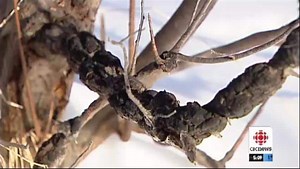 Tree fungus on the rise