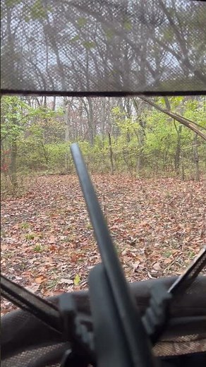 #countrymusic #music #deer #g4outdoors #deerhunting #wildlife #hunting #nature #deerseason