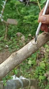 19K views · 85 reactions | Budding practice #grafting #gardening #bonsaitree | RenBonsai | Facebook