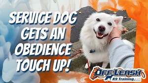 Noodle is a 2.5 year old American Eskimo Dog. He already went through solid obedience training in the past and has been doing a great job as his mom’s service dog. He recently has started barking and strangers that walk up behind him or that try to pet him. Noodle needed to nip this behavior in the bud quickly to continue his service work. During his 2 Week Board and Train we refreshed all of his commands and built up his duration, which his mom struggled with. We made sure people knew that he w